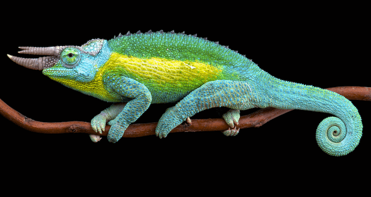 Kolik je chameleon? Ceník druhů a náklady na nastavení