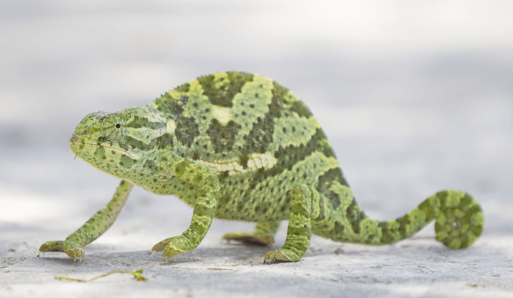 Kolik je chameleon? Ceník druhů a náklady na nastavení