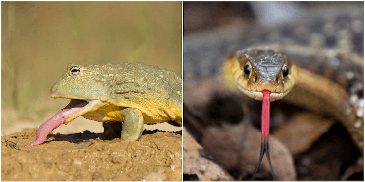 両生類と爬虫類：7つの違いすべてを説明 