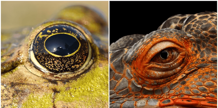 Amfibie versus reptiel:alle 7 verschillen verklaard