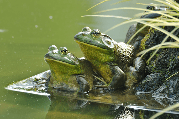 Amphibien contre Reptile :les 7 différences expliquées