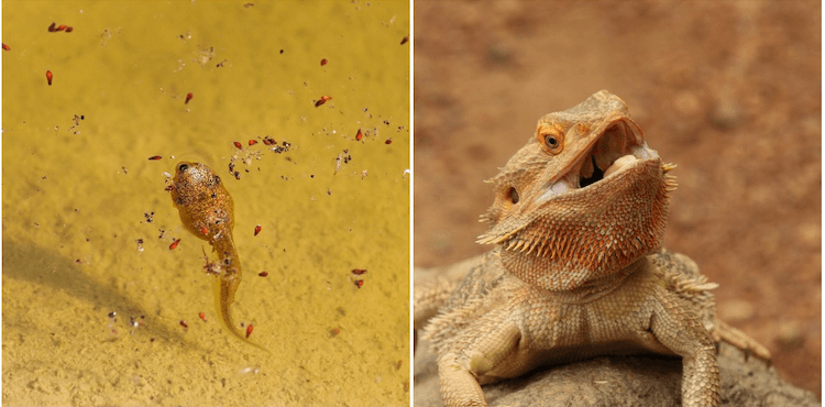 両生類と爬虫類：7つの違いすべてを説明 