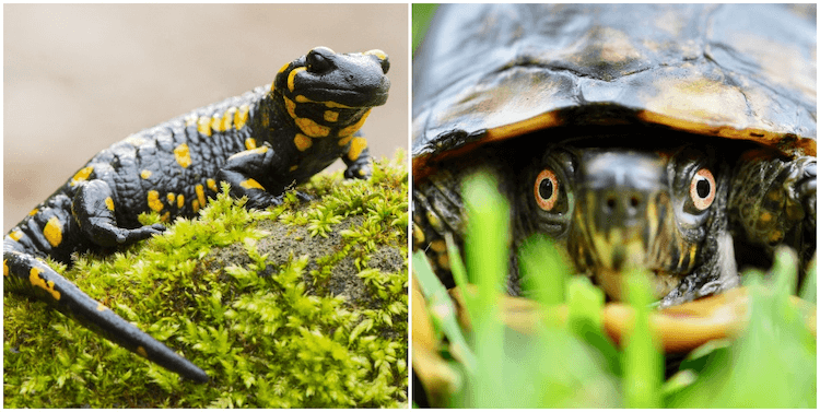 Amfibie vs. Reptil:Alla 7 skillnaderna förklaras