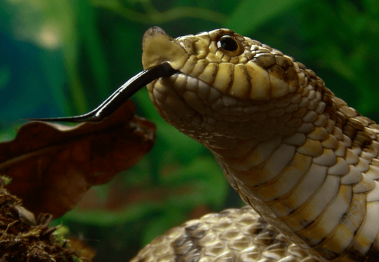 Os 1.000 melhores nomes de cobras