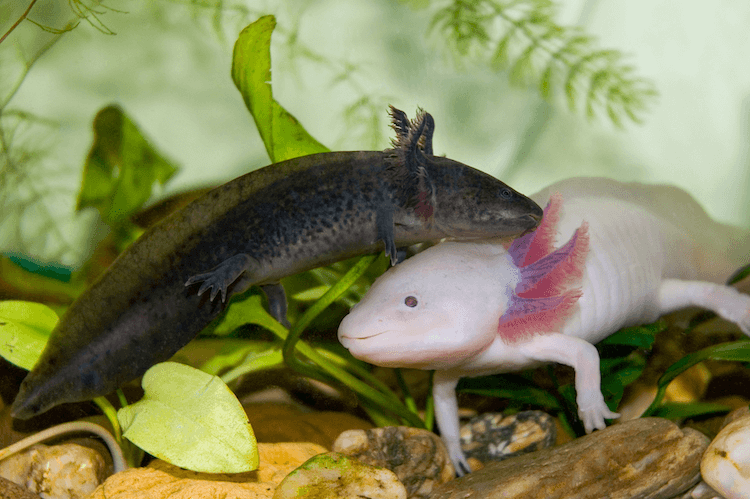 15개 이상의 Axolotl 색상:Axolotl의 일반 및 희귀 유형