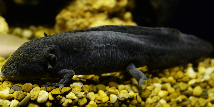 15+ Axolotl-färger:Vanliga och sällsynta typer av Axolotl