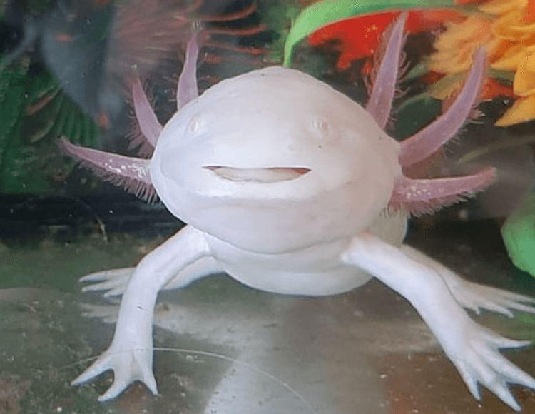 15+ colori Axolotl:tipi comuni e rari di Axolotl