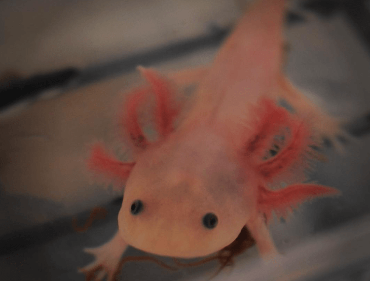 15+ colori Axolotl:tipi comuni e rari di Axolotl