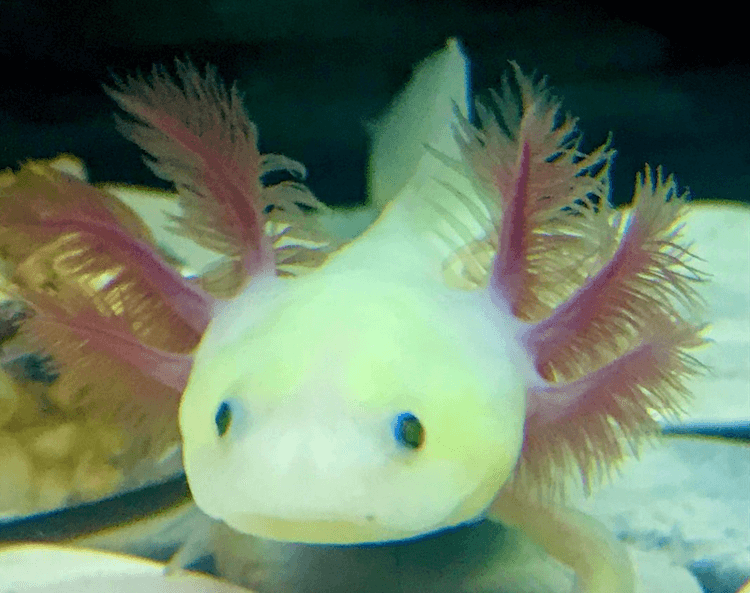 15+ couleurs d axolotl :types communs et rares d axolotl