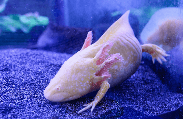 15+ Axolotl-färger:Vanliga och sällsynta typer av Axolotl