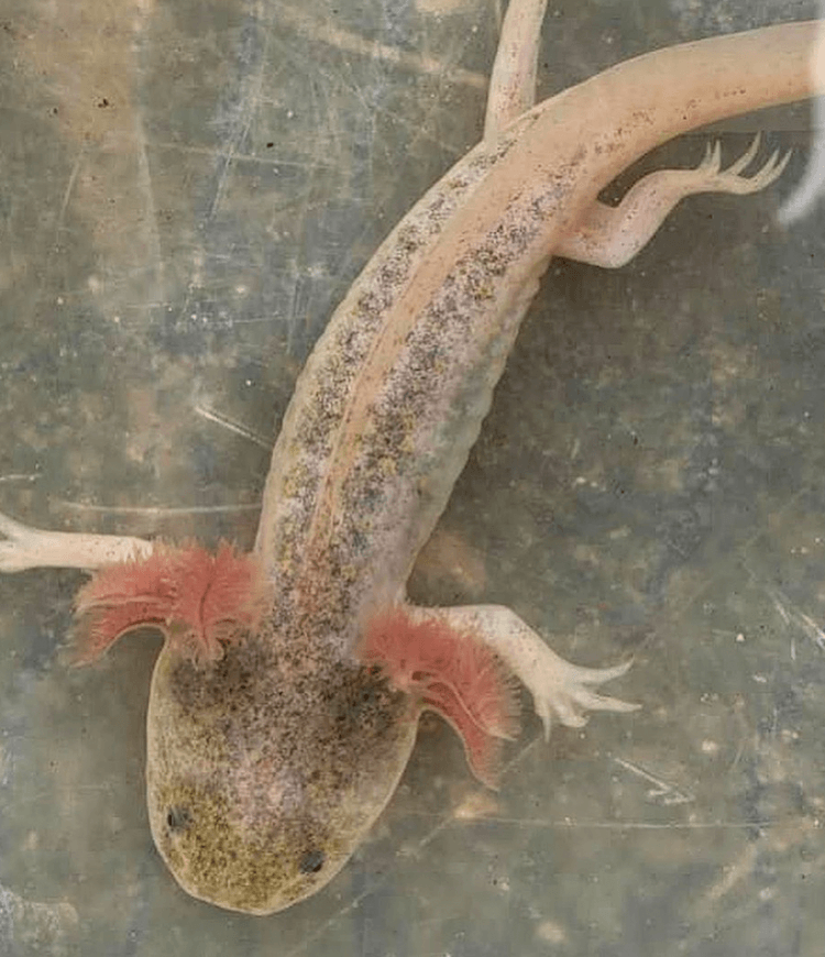 Mais de 15 cores de axolotes:tipos comuns e raros de axolote