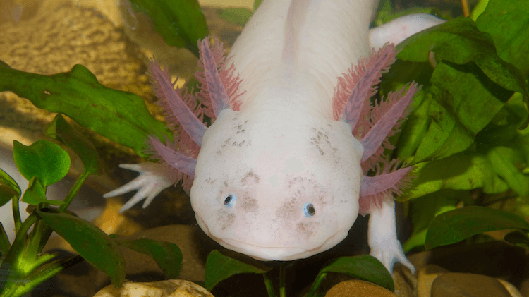 15+ couleurs d axolotl :types communs et rares d axolotl