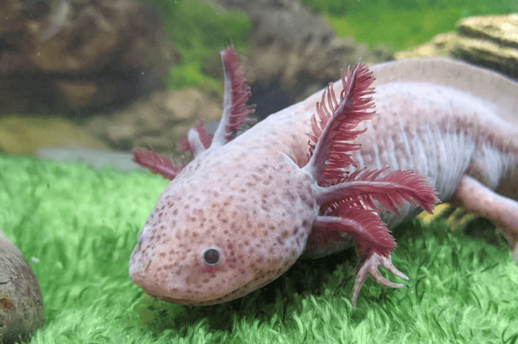 15개 이상의 Axolotl 색상:Axolotl의 일반 및 희귀 유형