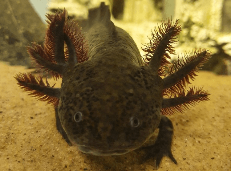 15+ Axolotl-kleuren:veelvoorkomende en zeldzame soorten Axolotl