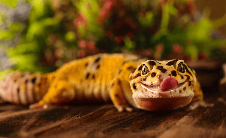 Os 1.000 melhores nomes de lagartos