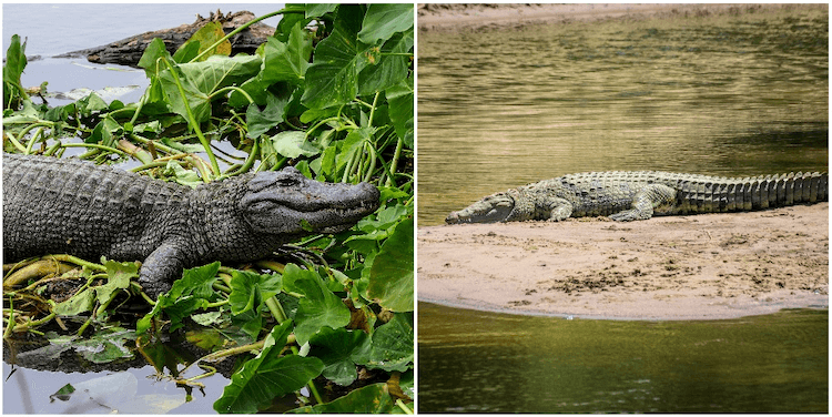 Aligátor vs krokodýl:10 jednoduchých rozdílů