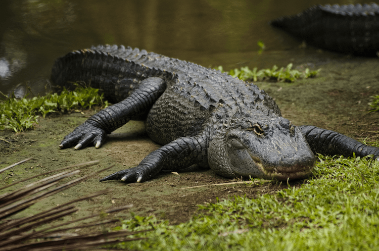 Аллигатор и Крокодил:10 простых отличий