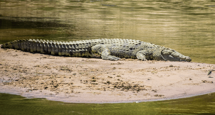 Аллигатор и Крокодил:10 простых отличий