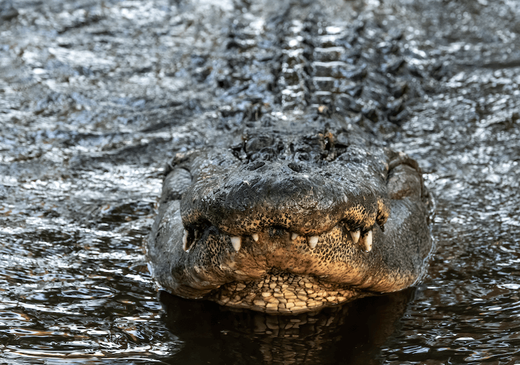 Jacaré x crocodilo:10 diferenças simples