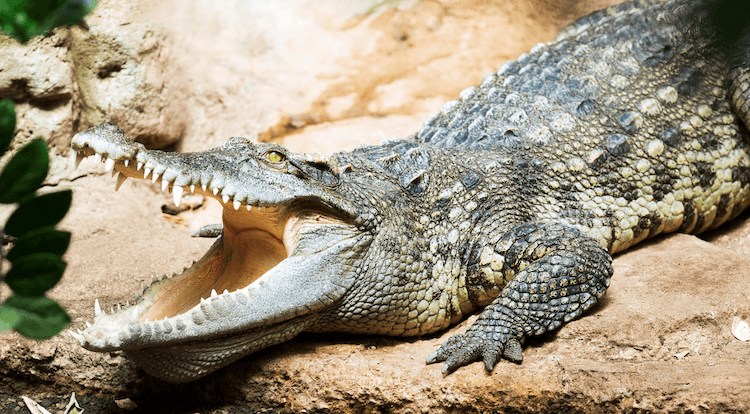Aligátor vs krokodýl:10 jednoduchých rozdílů