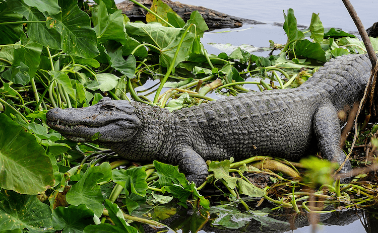 Alligator vs Crocodile:10 Simple Differences