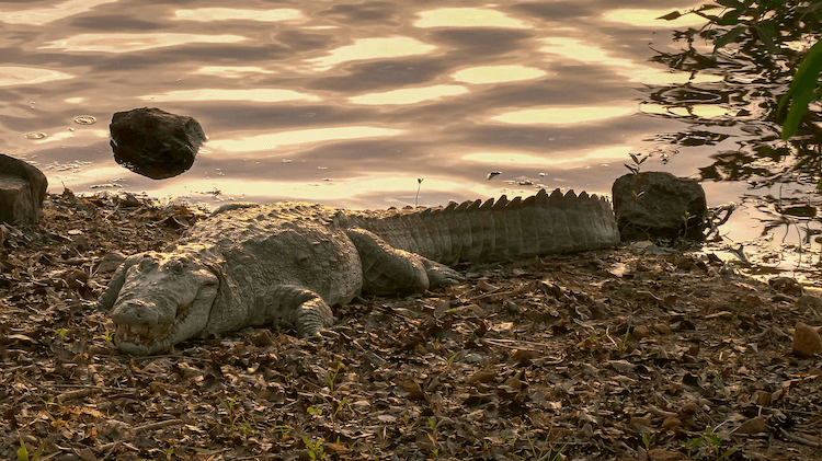 Jacaré x crocodilo:10 diferenças simples