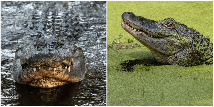 Alligatore vs coccodrillo:10 semplici differenze