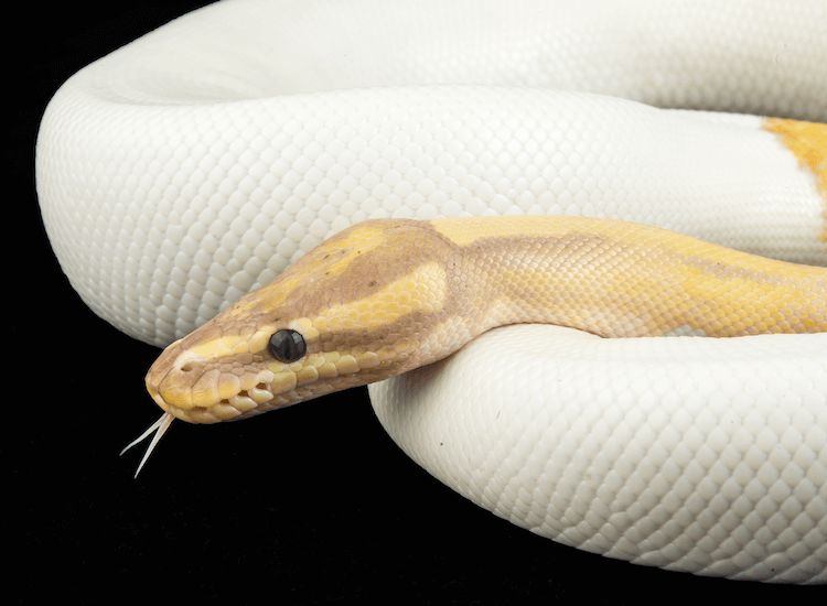 Soin du python boule bananier, couleurs, formes, prix, taille et plus