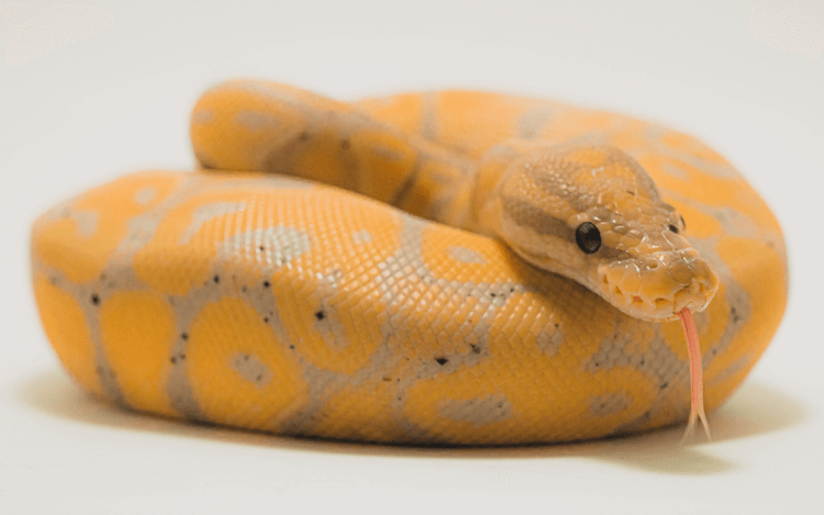 Banana Ball Python Care, kleuren, morphs, prijs, maat en meer