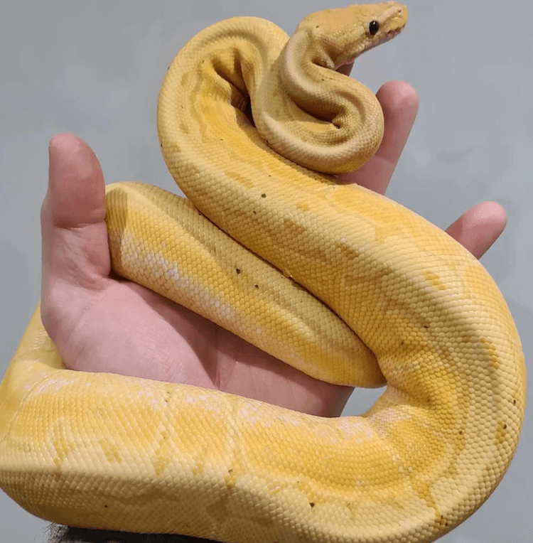 Banana Ball Python Cuidados, cores, morfologias, preço, tamanho e mais