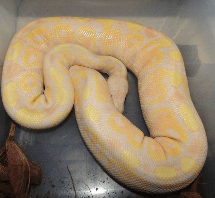 Banana Ball Python Cuidados, cores, morfologias, preço, tamanho e mais