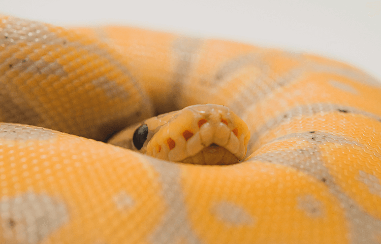Soin du python boule bananier, couleurs, formes, prix, taille et plus