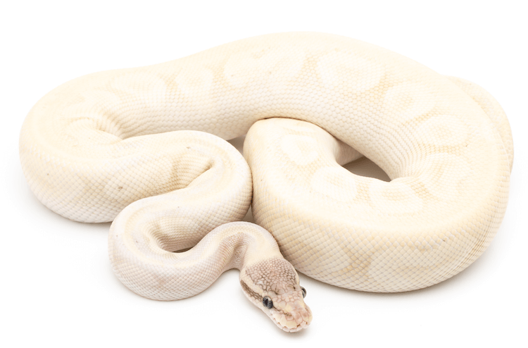 Soins, génétique, prix et rareté du python royal leucistique aux yeux bleus