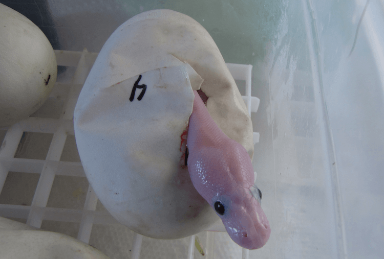 Soins, génétique, prix et rareté du python royal leucistique aux yeux bleus