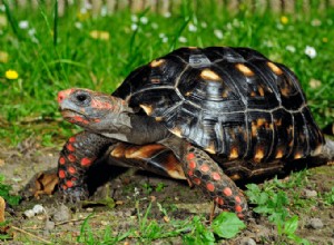 15 espèces de tortues de compagnie idéales pour les débutants