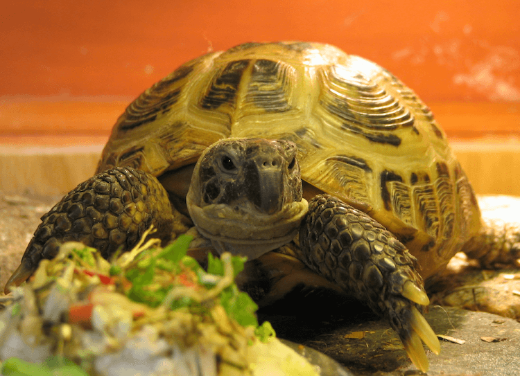 15 specie di tartarughe da compagnia ideali per i principianti