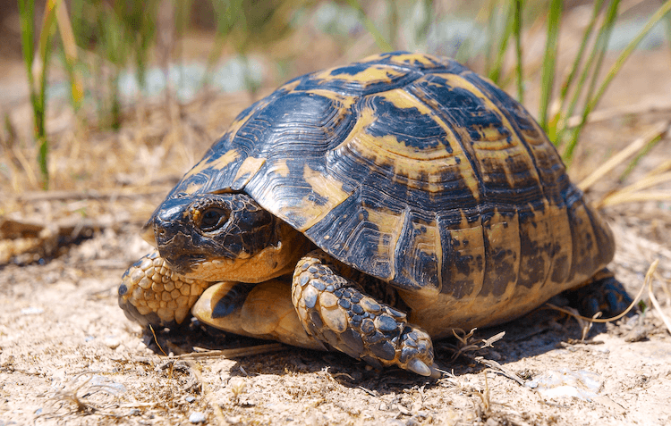 15 druhů domácích želv skvělých pro začátečníky