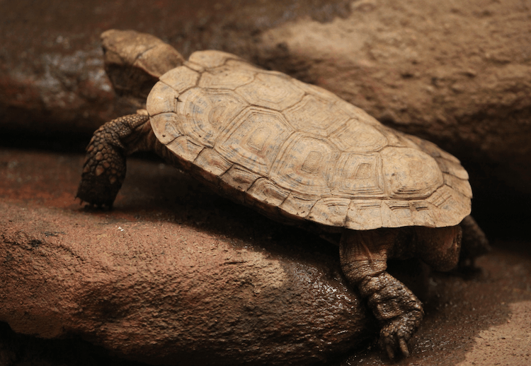 15 druhů domácích želv skvělých pro začátečníky