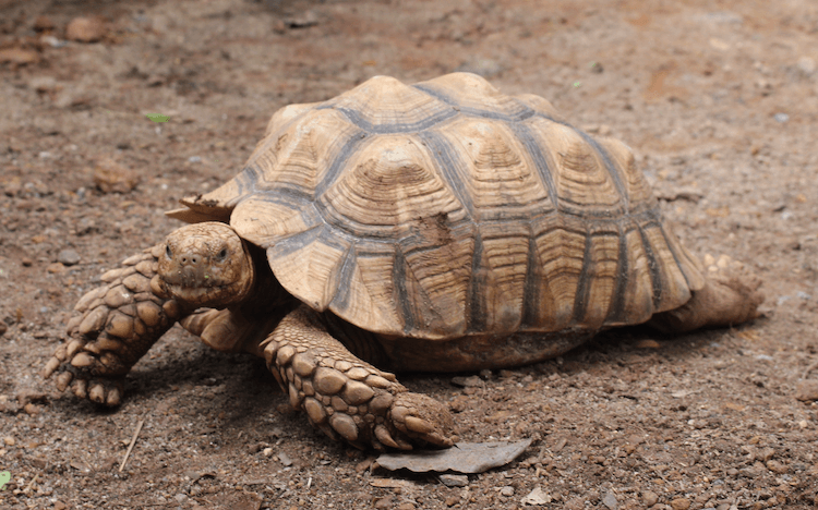15 sällskapssköldpaddsarter perfekt för nybörjare