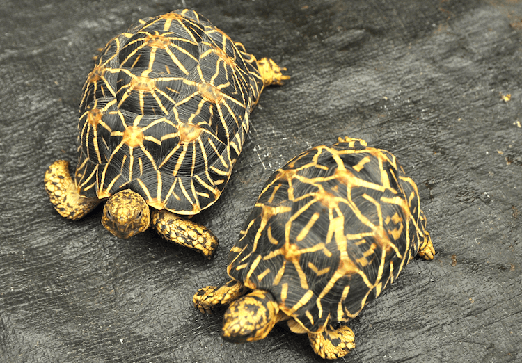 15 видов домашних черепах, подходящих для начинающих