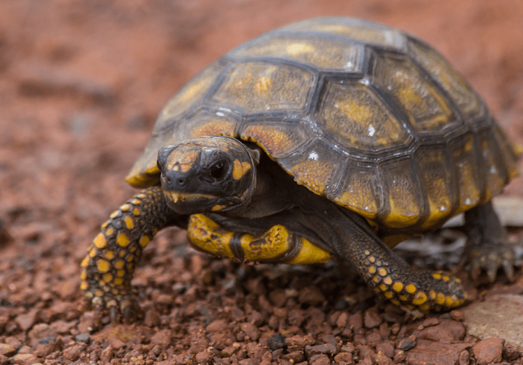 15 sällskapssköldpaddsarter perfekt för nybörjare