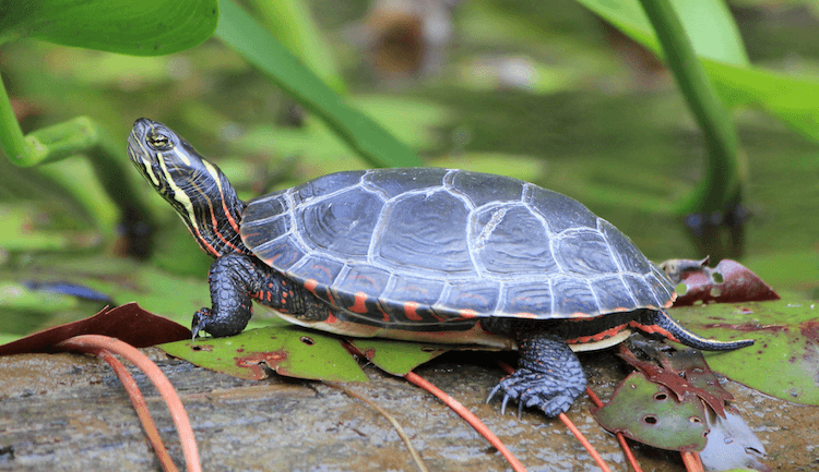 Verzorgingsgids voor waterschildpadden, tankopstelling, eten en meer