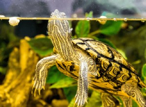 Guide d entretien des tortues aquatiques, configuration du réservoir, nourriture et plus