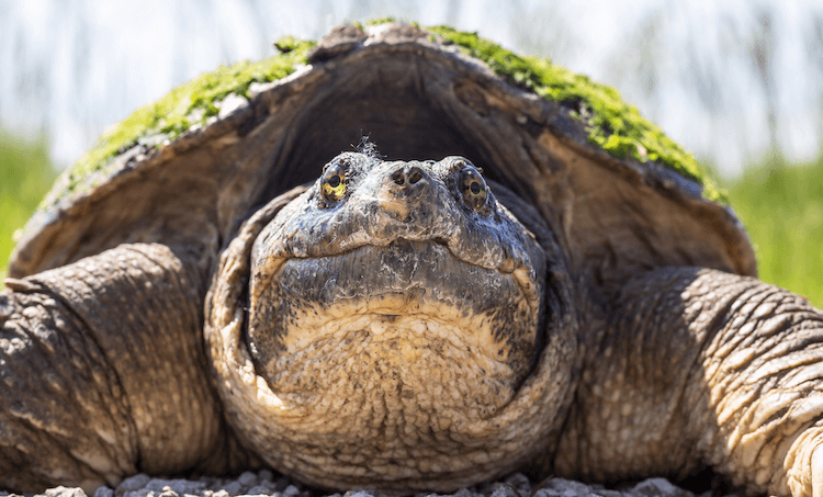 Guide för vård av vattensköldpaddor, tankinstallation, mat och mer