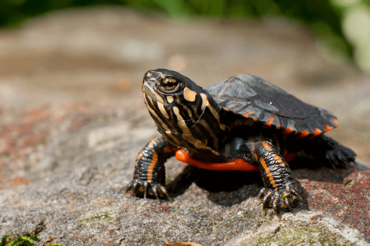 Handledning för målad sköldpadda, kost, storlek, habitat och mer