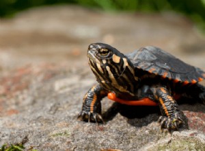 Guide d entretien des tortues peintes, alimentation, taille, habitat et plus