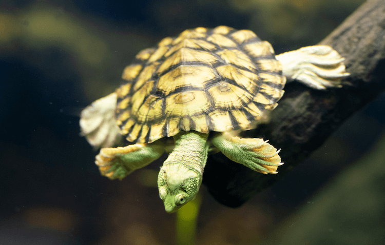 Руководство по уходу за водными черепахами, установка аквариума, еда и многое другое
