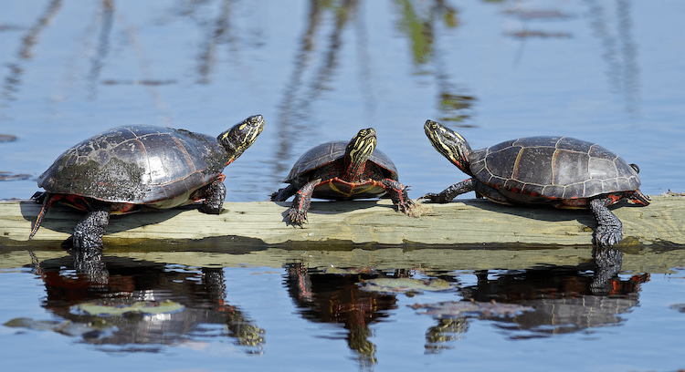 Guia de cuidados com tartarugas pintadas, dieta, tamanho, habitat e mais