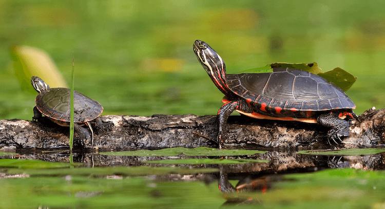 Guida alla cura delle tartarughe dipinte, dieta, dimensioni, habitat e altro