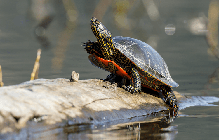Guida alla cura delle tartarughe dipinte, dieta, dimensioni, habitat e altro